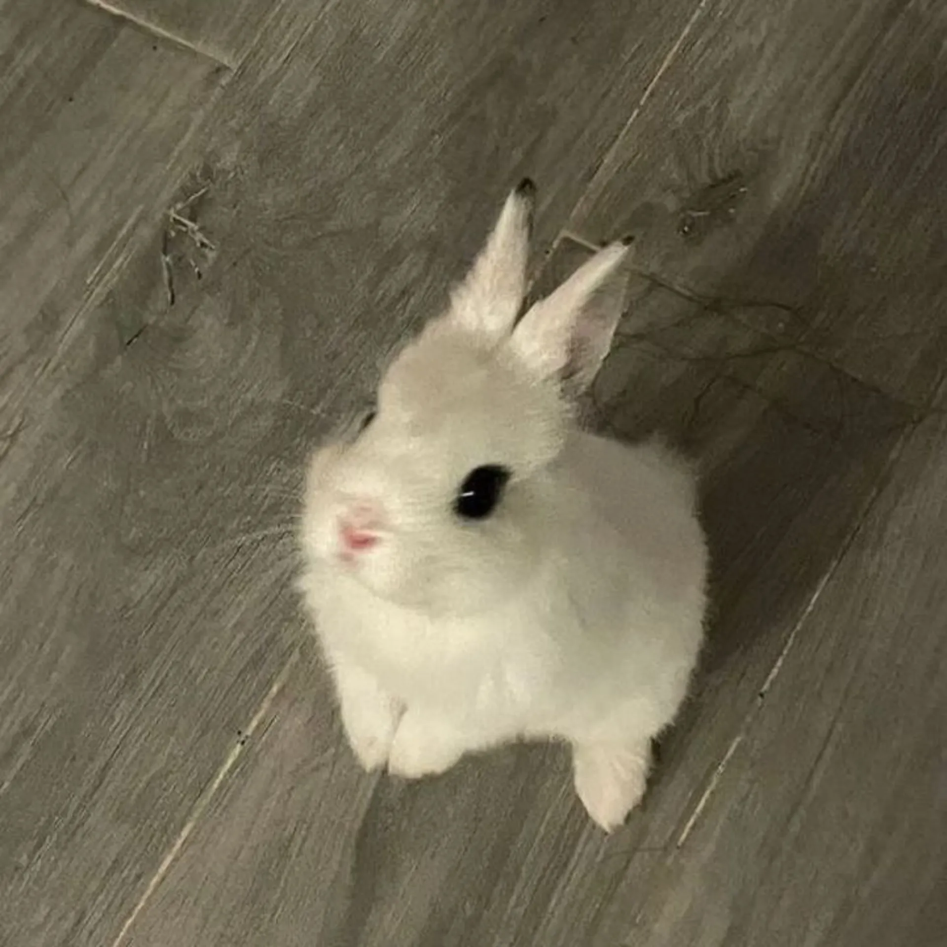 ⋆˚࿔ bebe 𝜗𝜚˚⋆