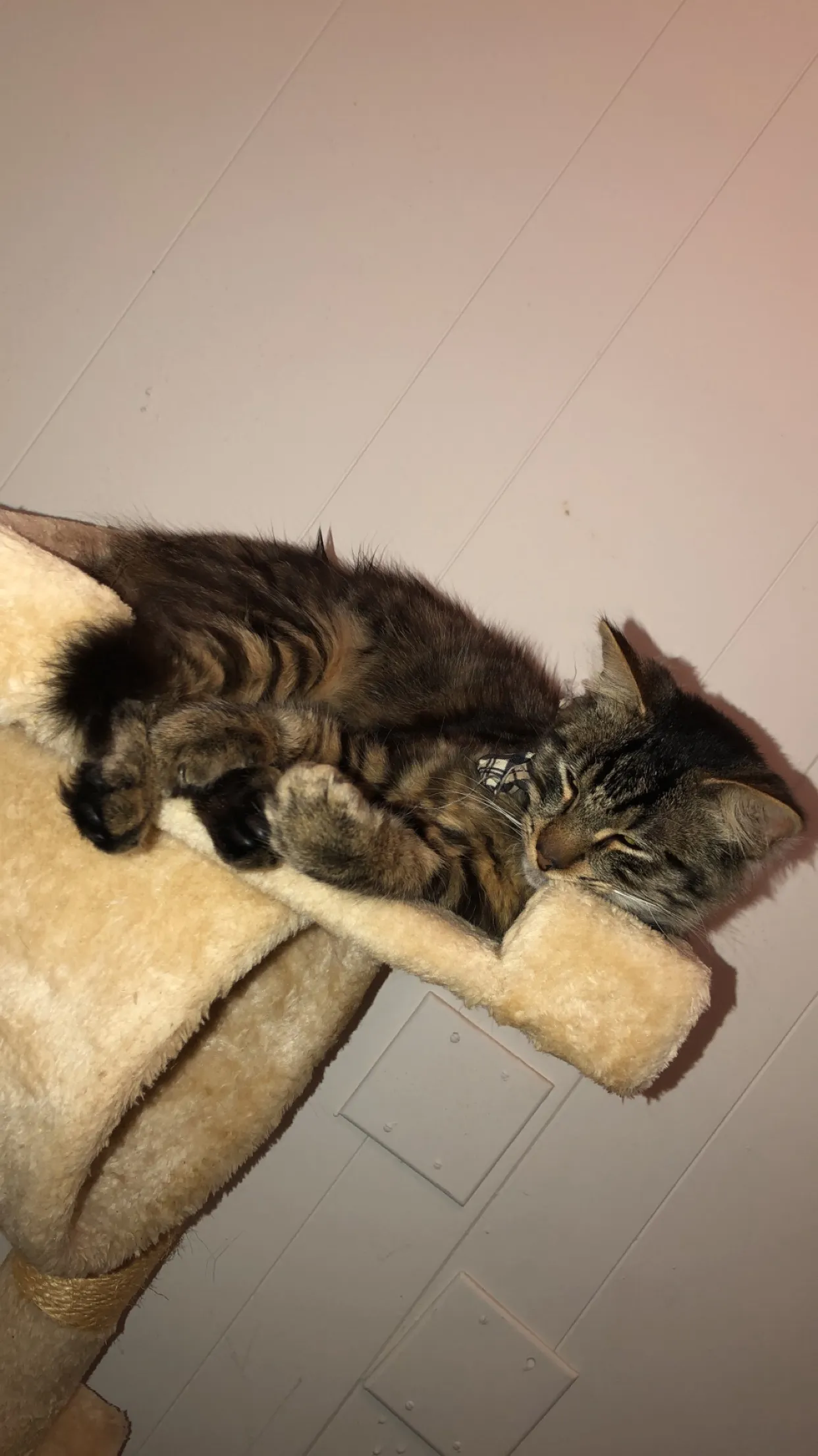 bebecitakali OnlyFans header