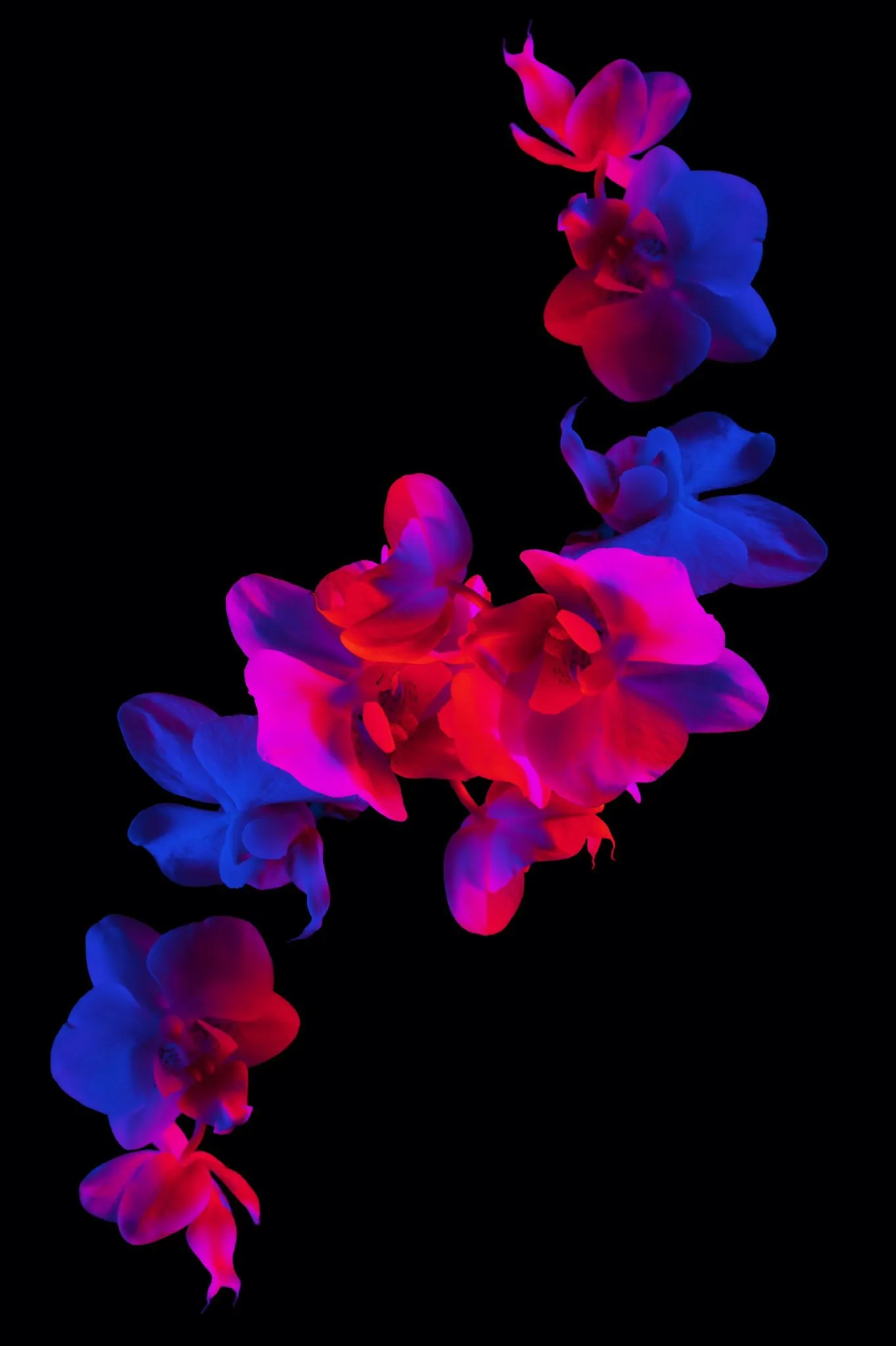 Becca Bunny OnlyFans header