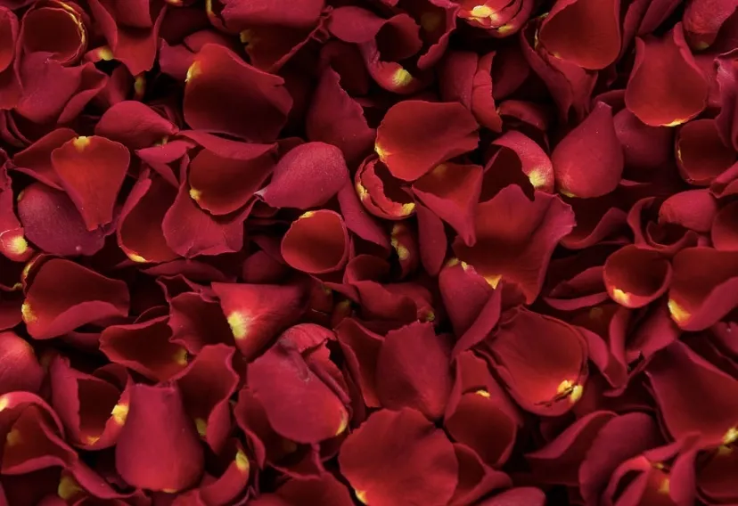 Bustybecca OnlyFans header