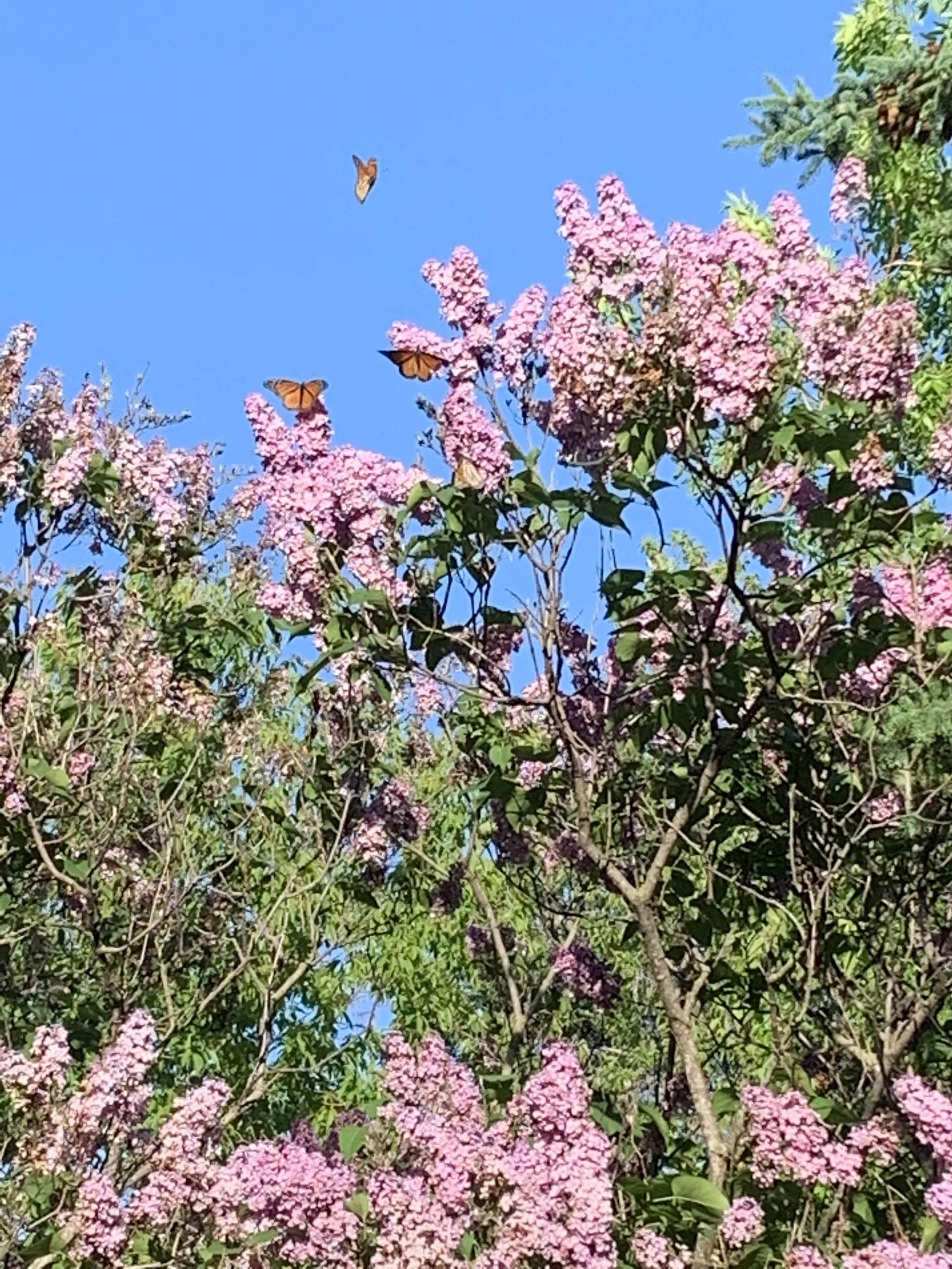 Becca OnlyFans header