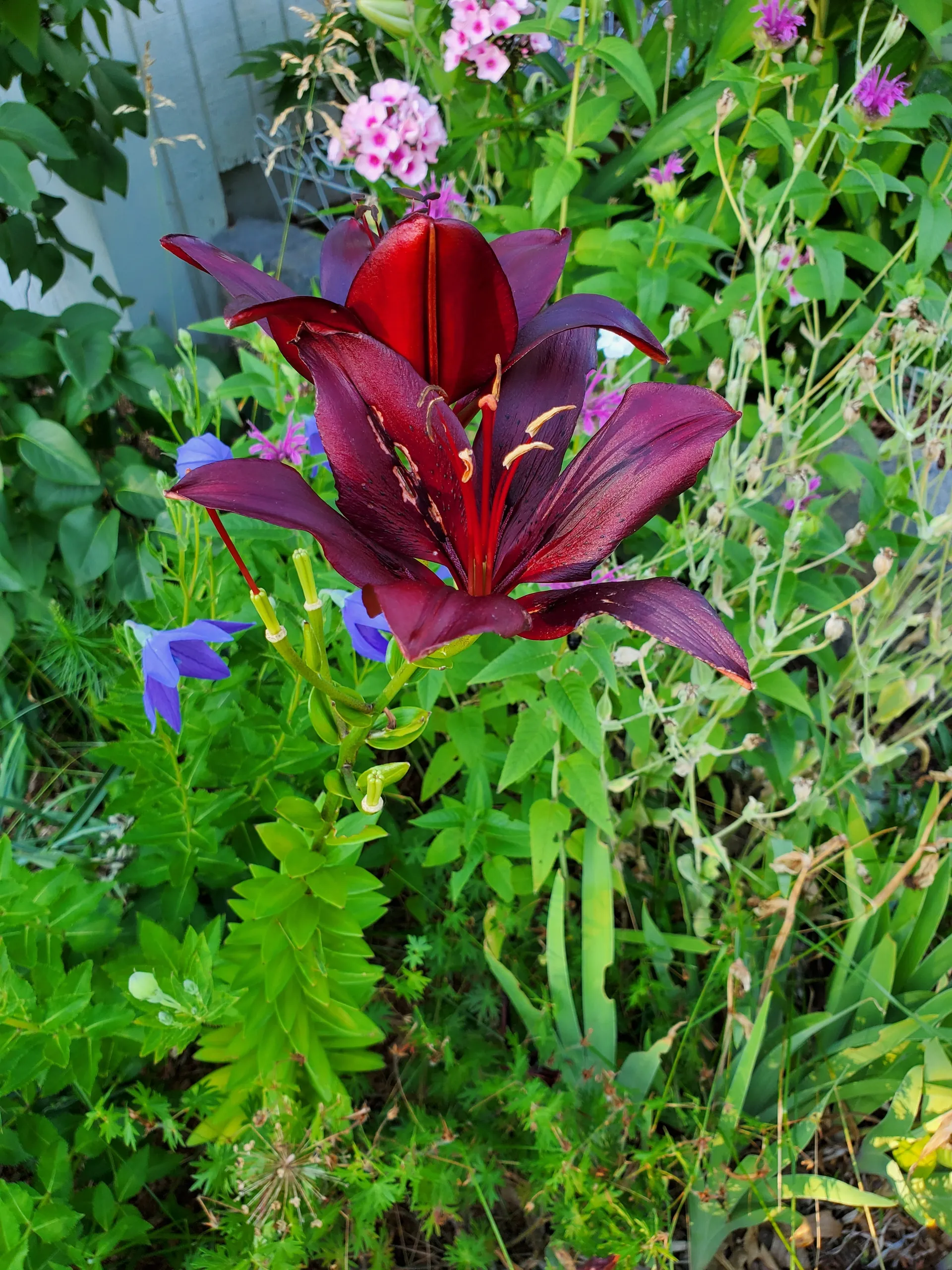 Becki OnlyFans header