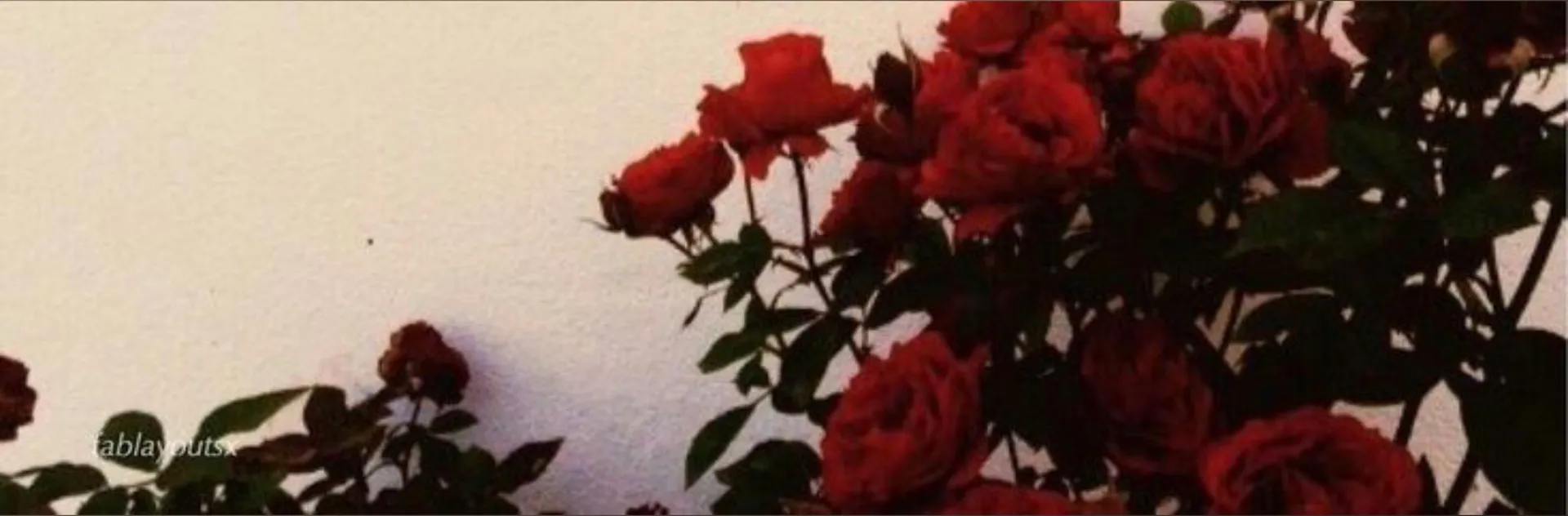 rose OnlyFans header