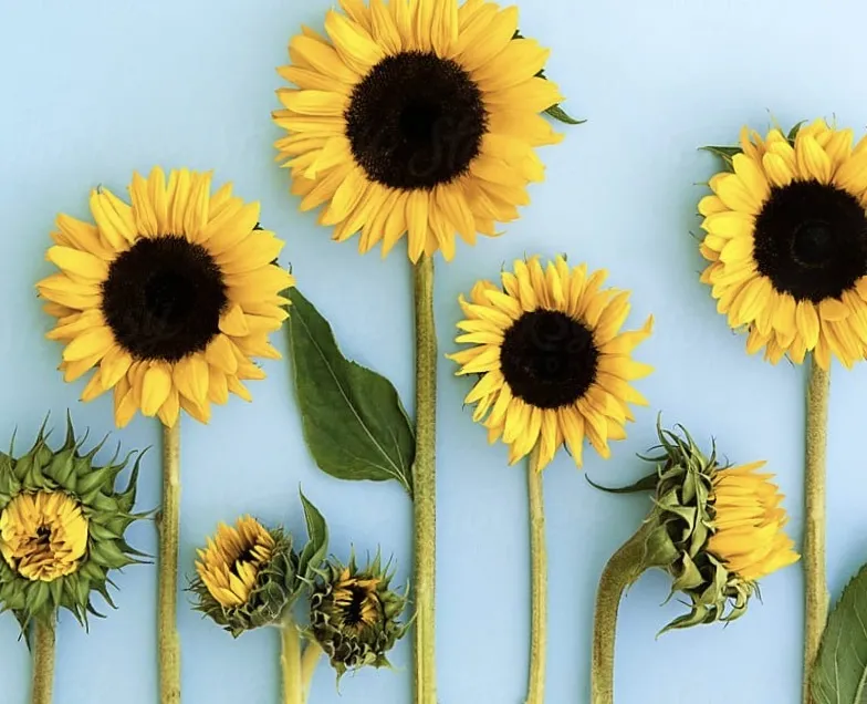 Bee_Nastyyyy 🐝💦 OnlyFans header