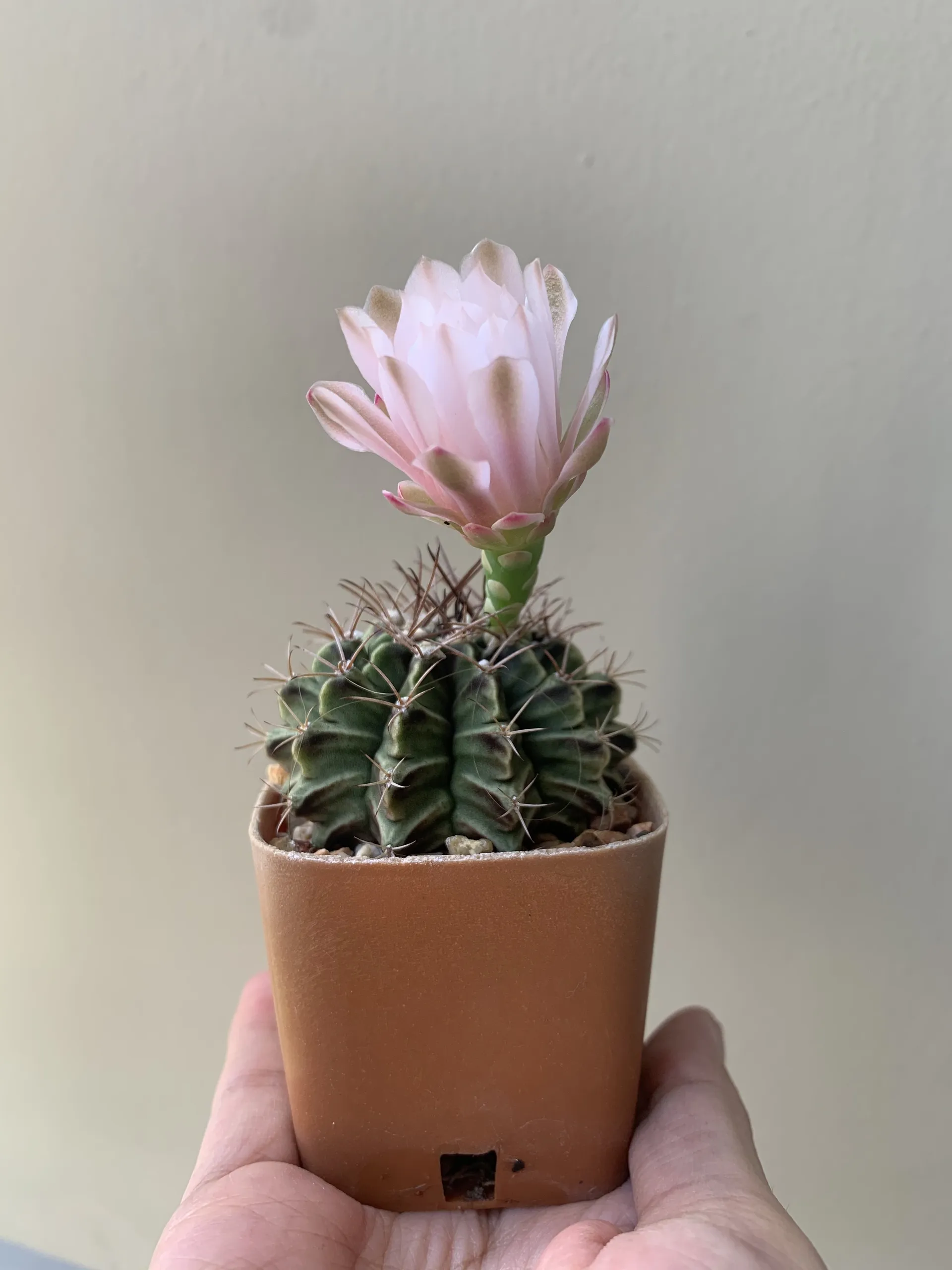 Beer smile :) OnlyFans header