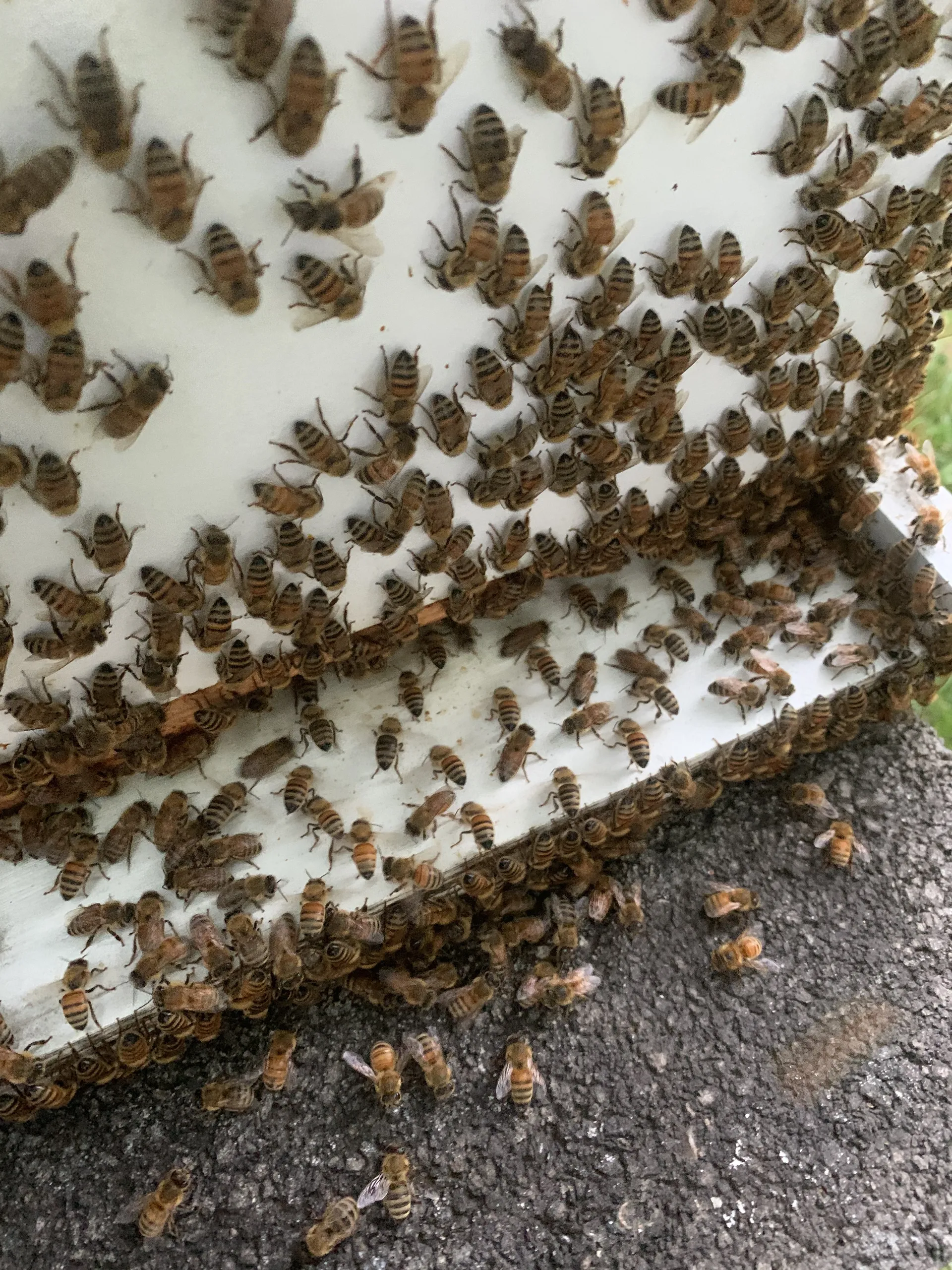 Tyler OnlyFans header