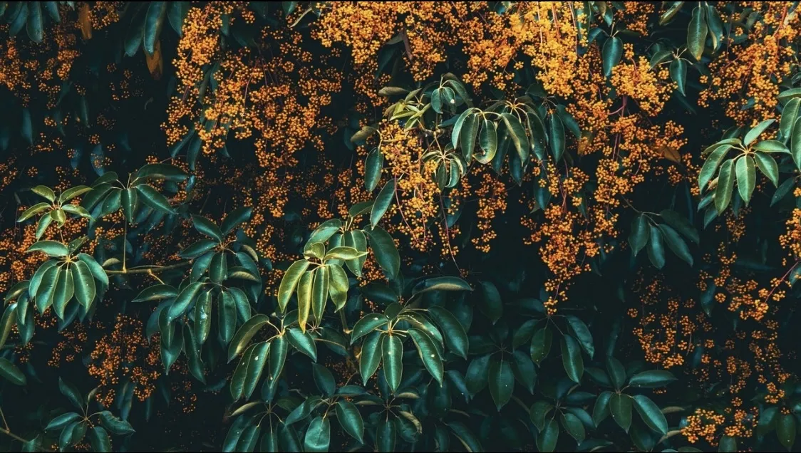 Behind Schedule OnlyFans header