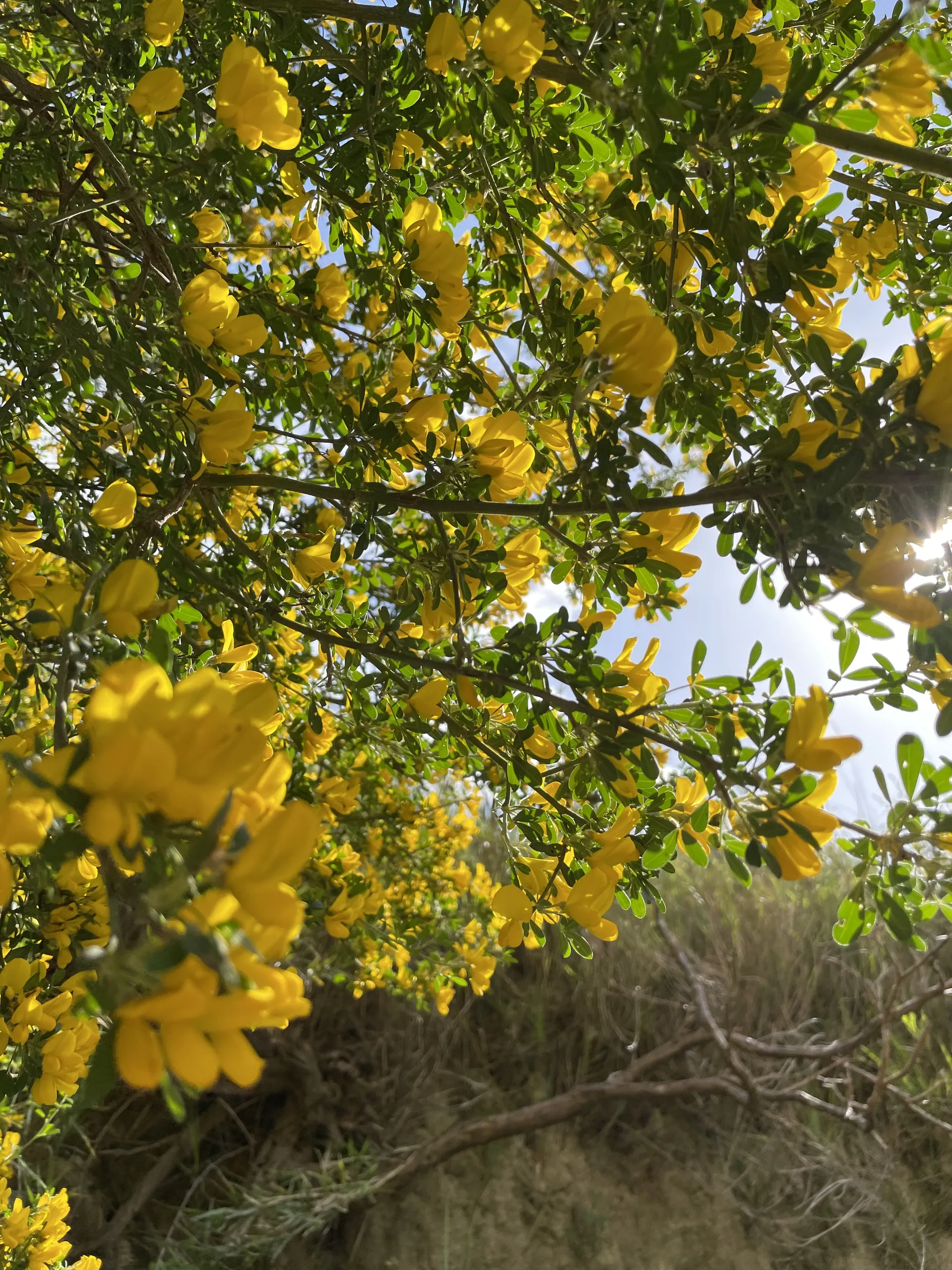 melofeet OnlyFans header