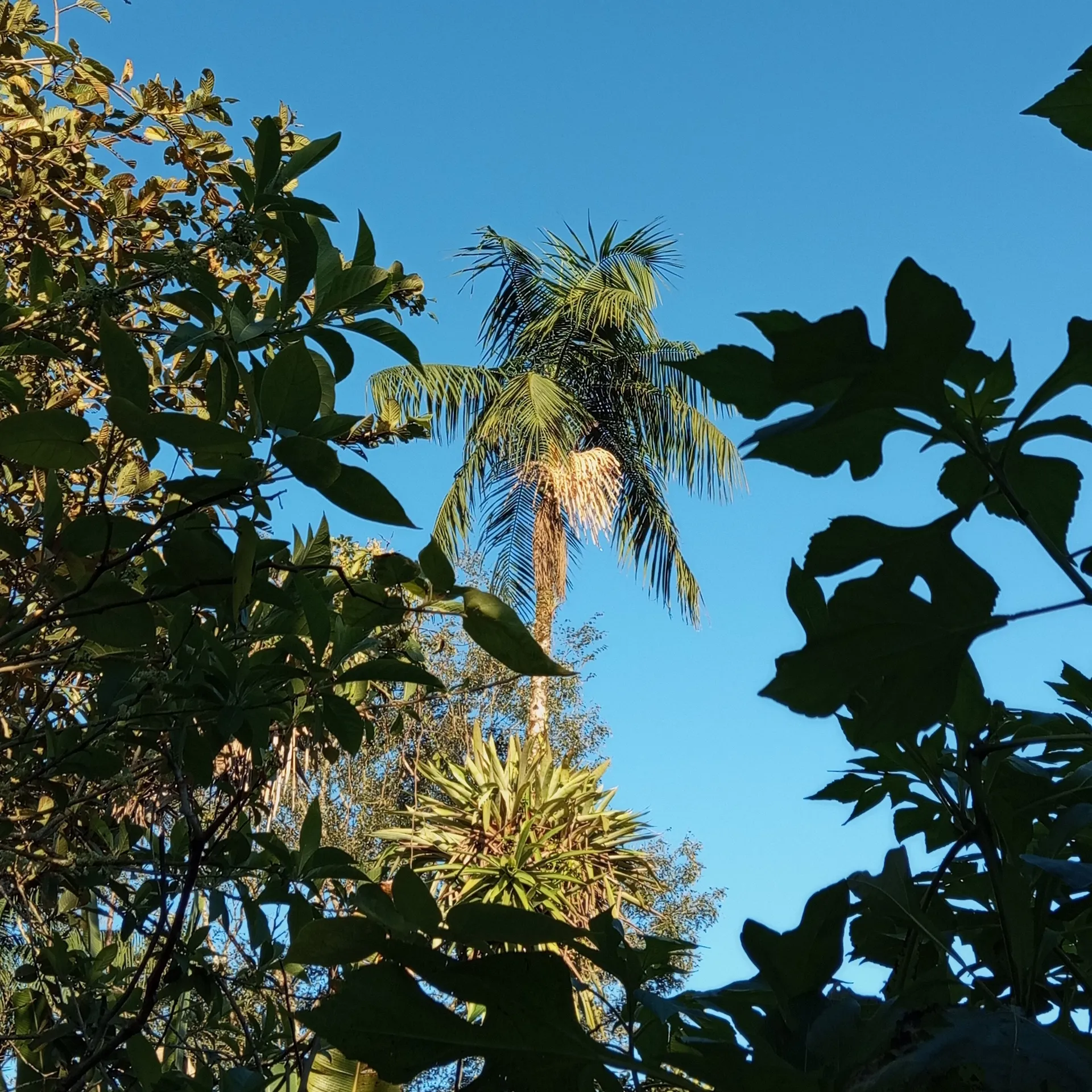 Belícia OnlyFans header