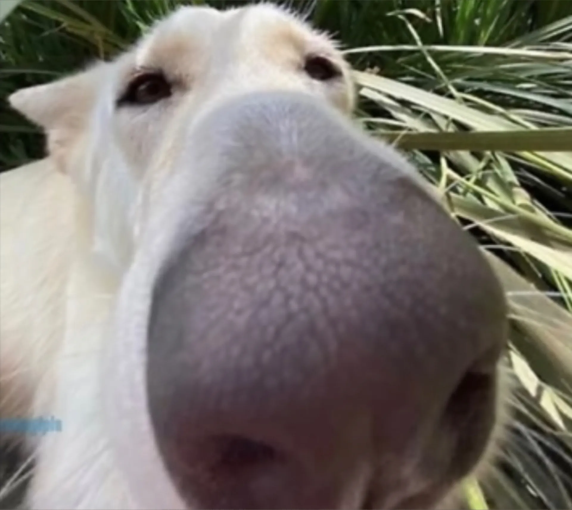 Bell OnlyFans header