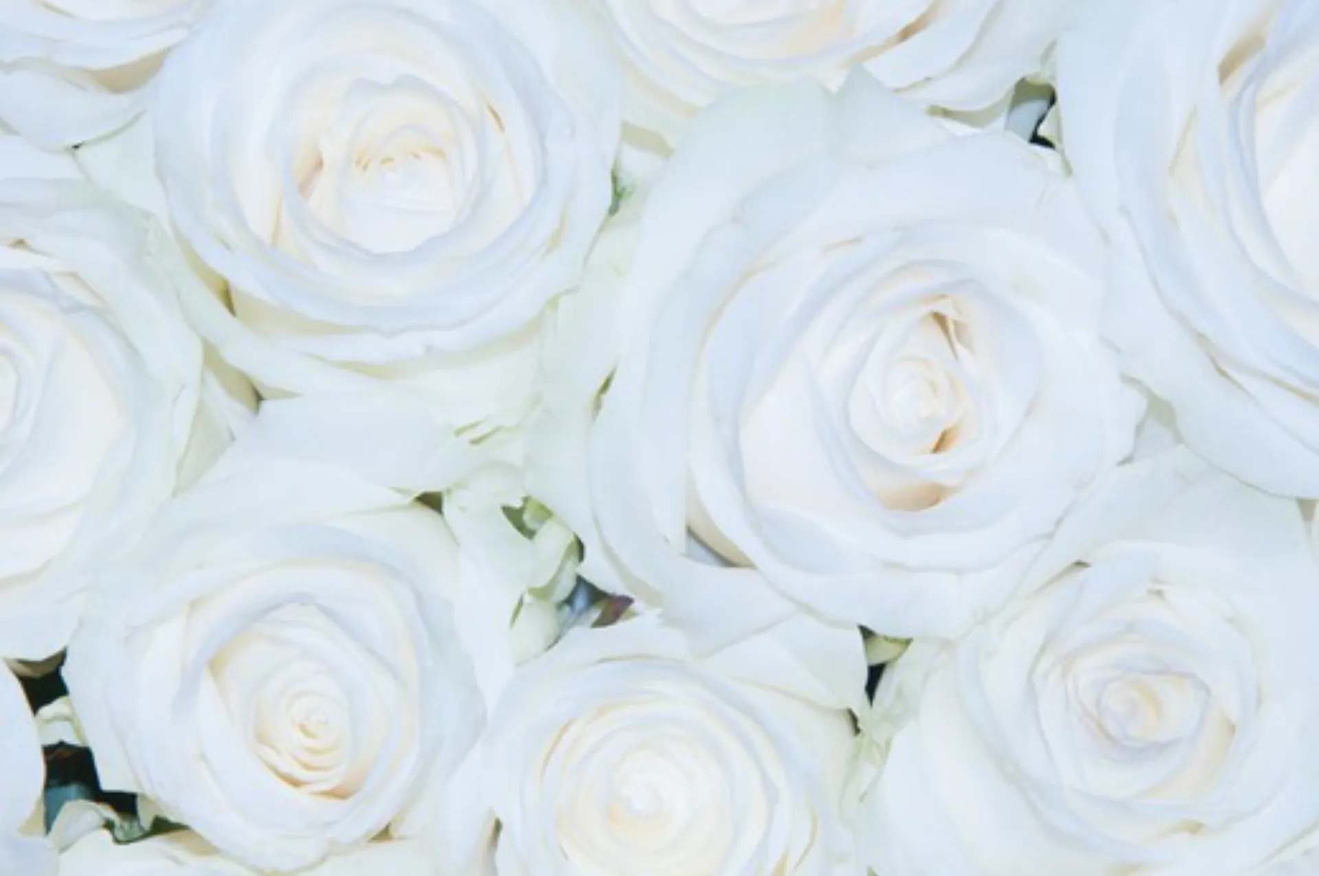 Bella OnlyFans header