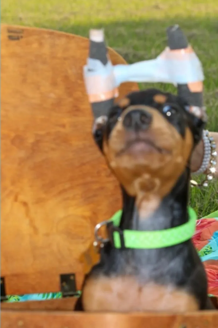 arabella jade OnlyFans header