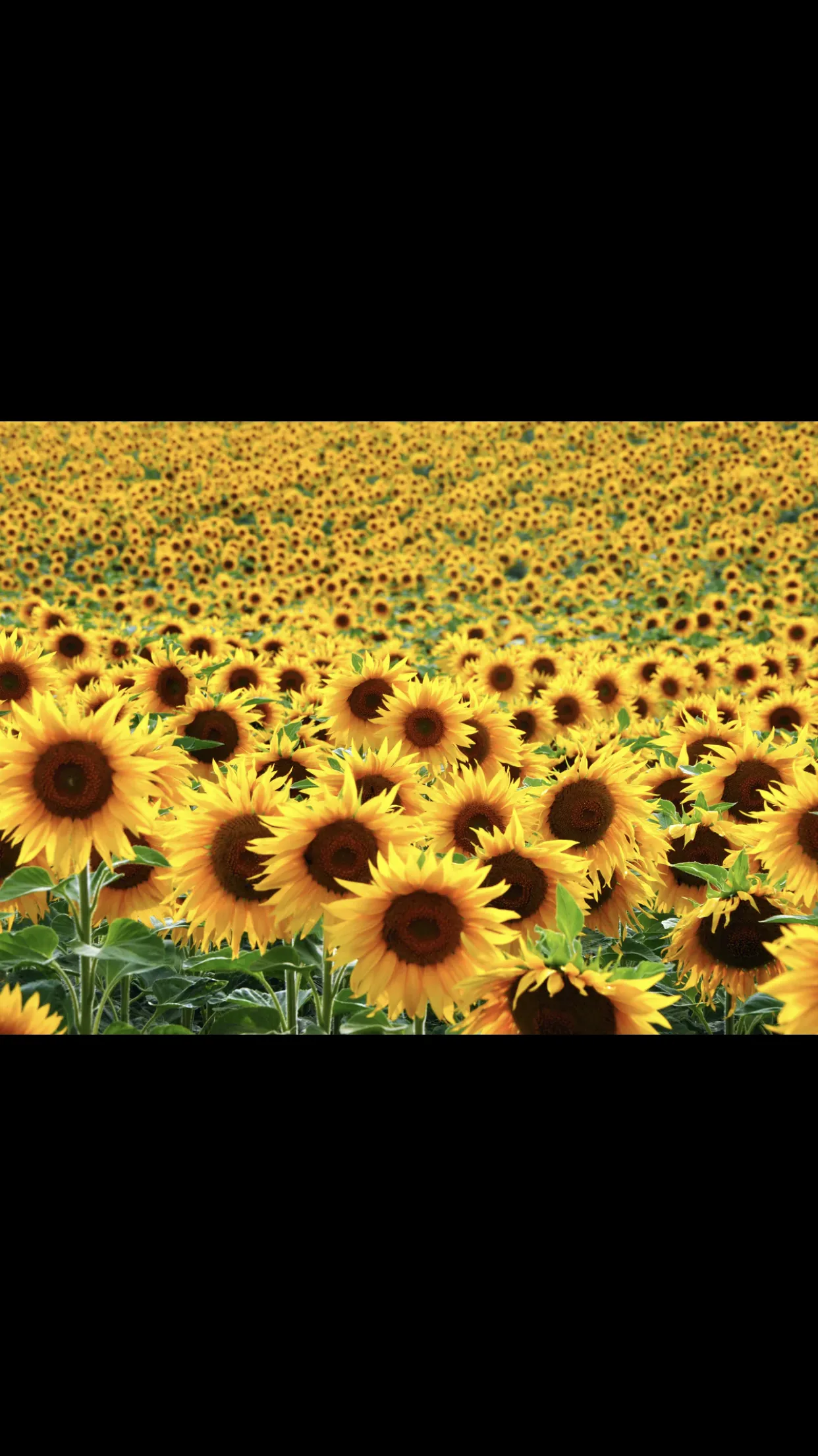 Bella Rae OnlyFans header