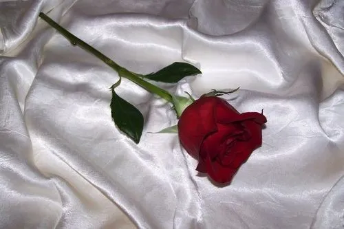 Bella🥀 OnlyFans header