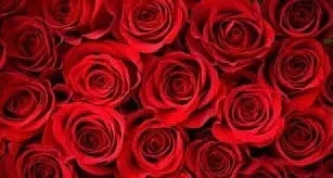 Bobbi OnlyFans header