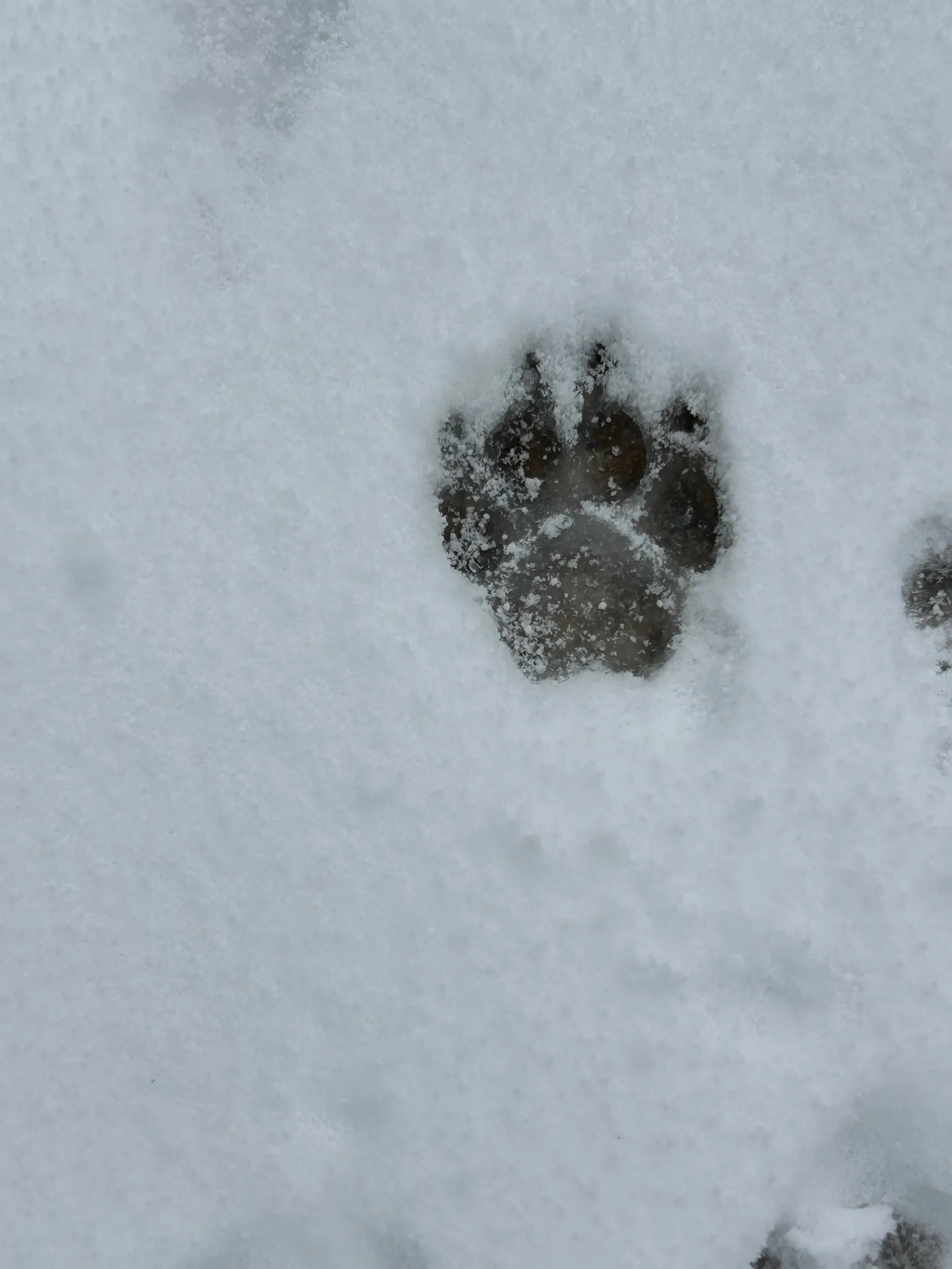 Bunnibunzz OnlyFans header