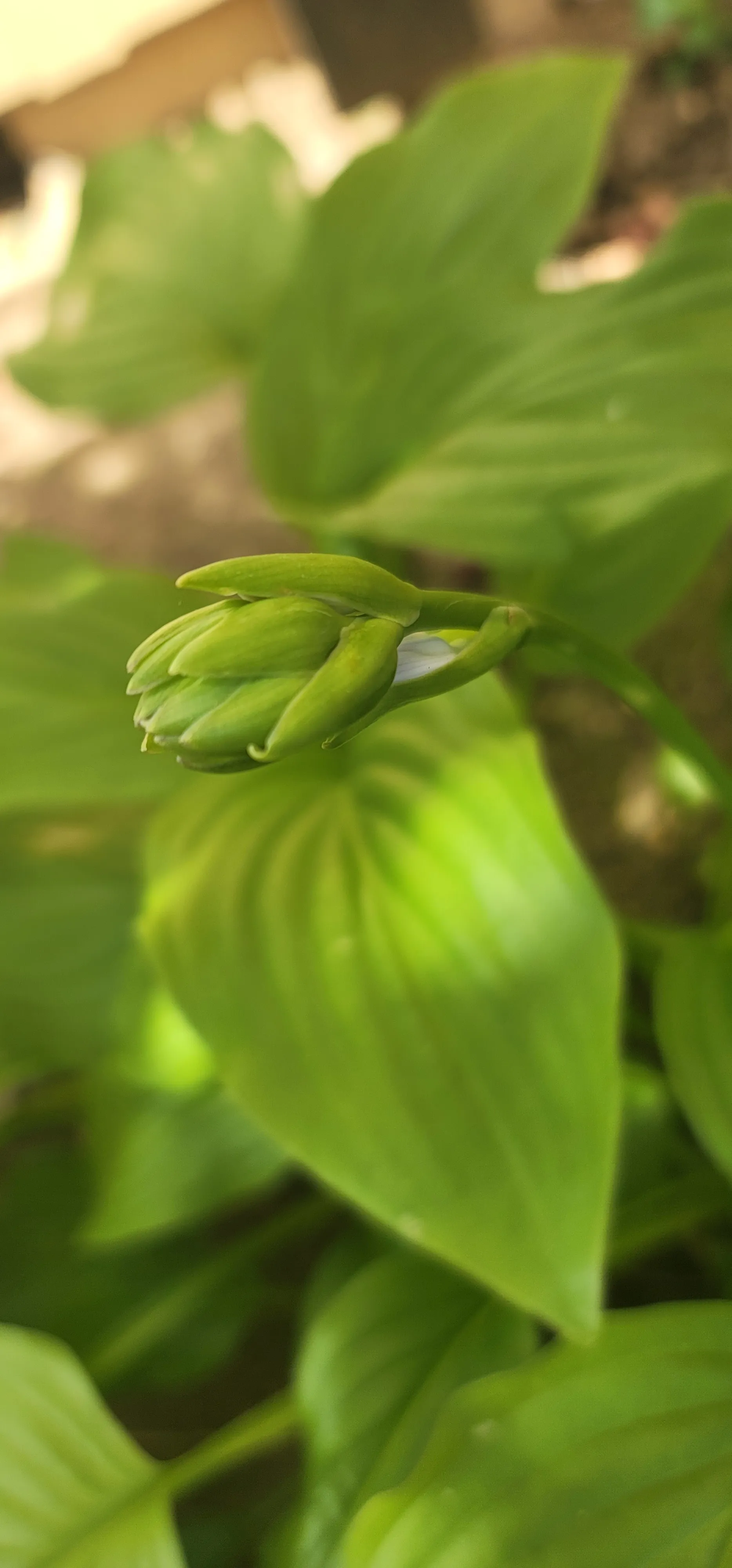 Belladonna OnlyFans header