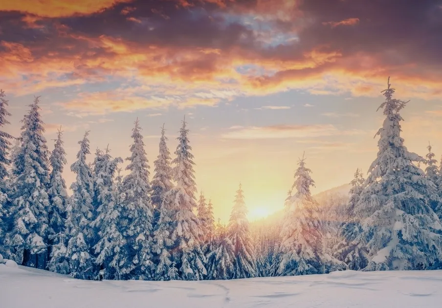 Bella OnlyFans header