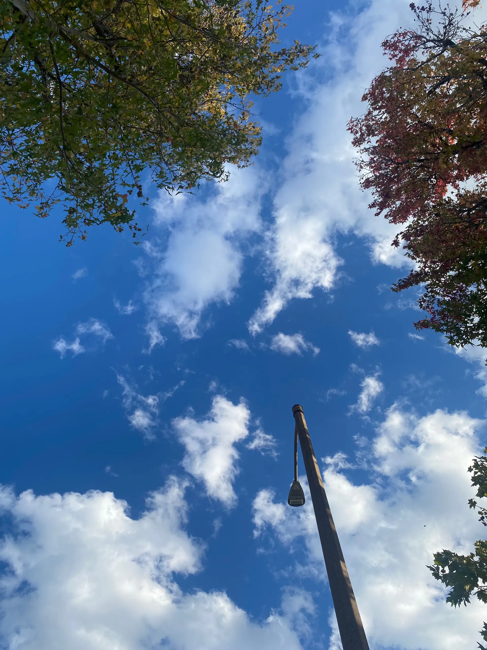 Bella OnlyFans header