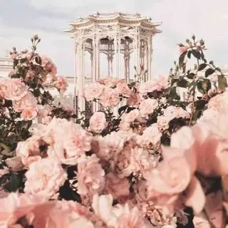 Bella 🌹 OnlyFans header