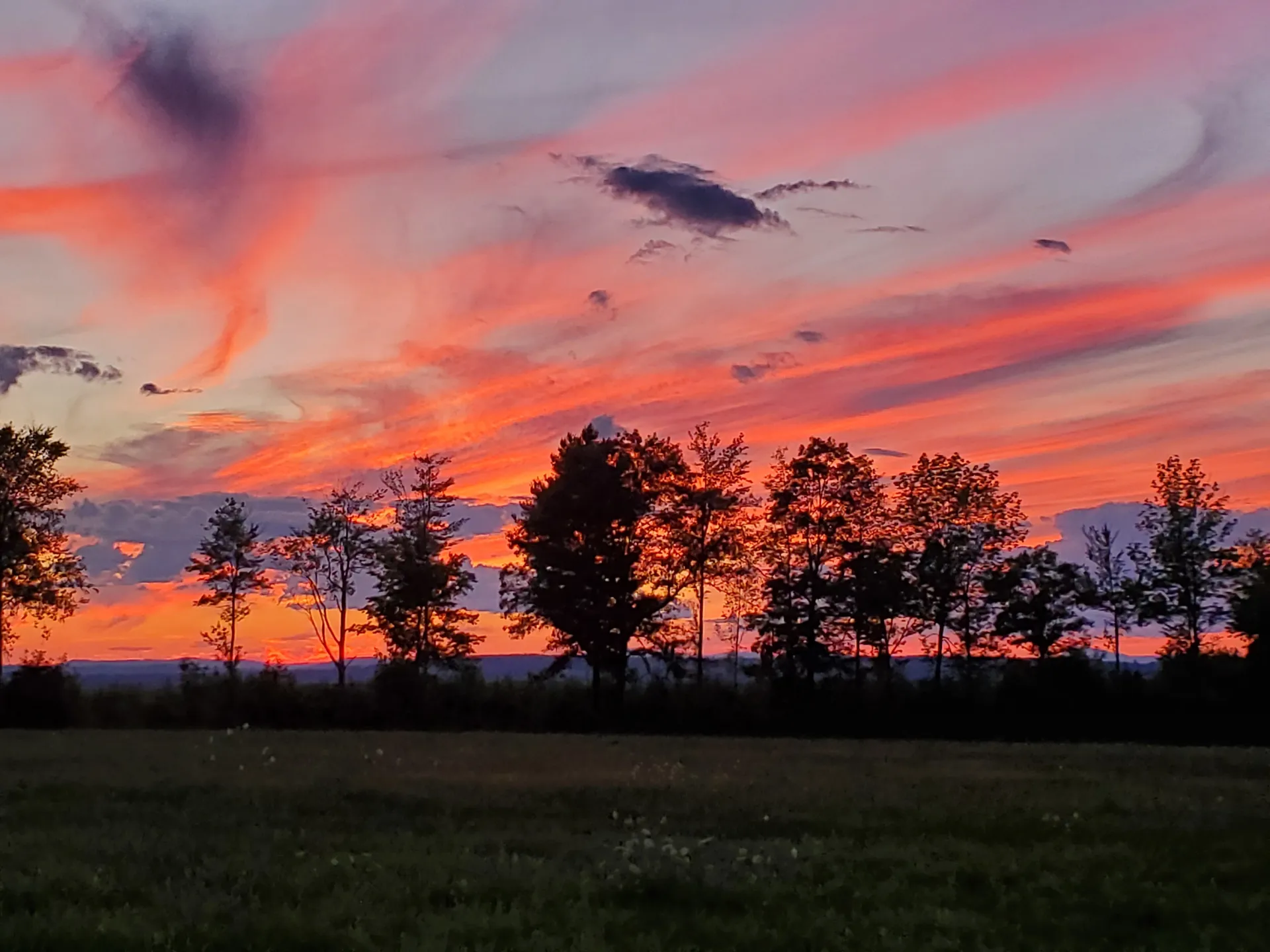 Bella Rose OnlyFans header