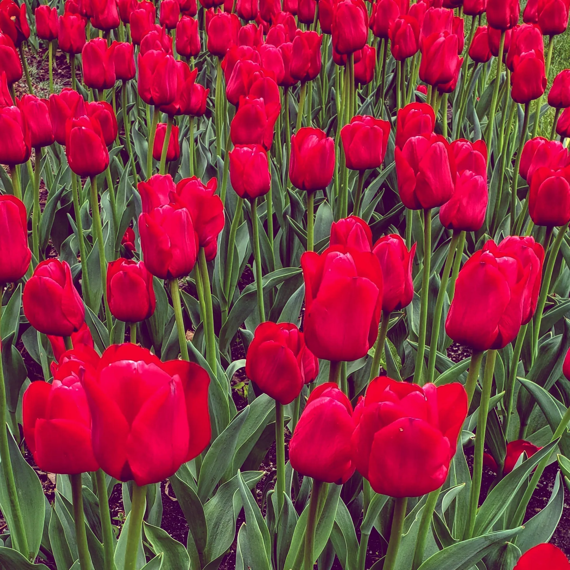 BellaStrange69 OnlyFans header