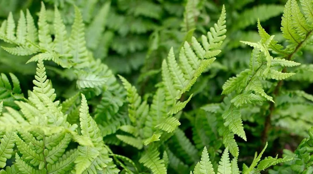 Bella OnlyFans header