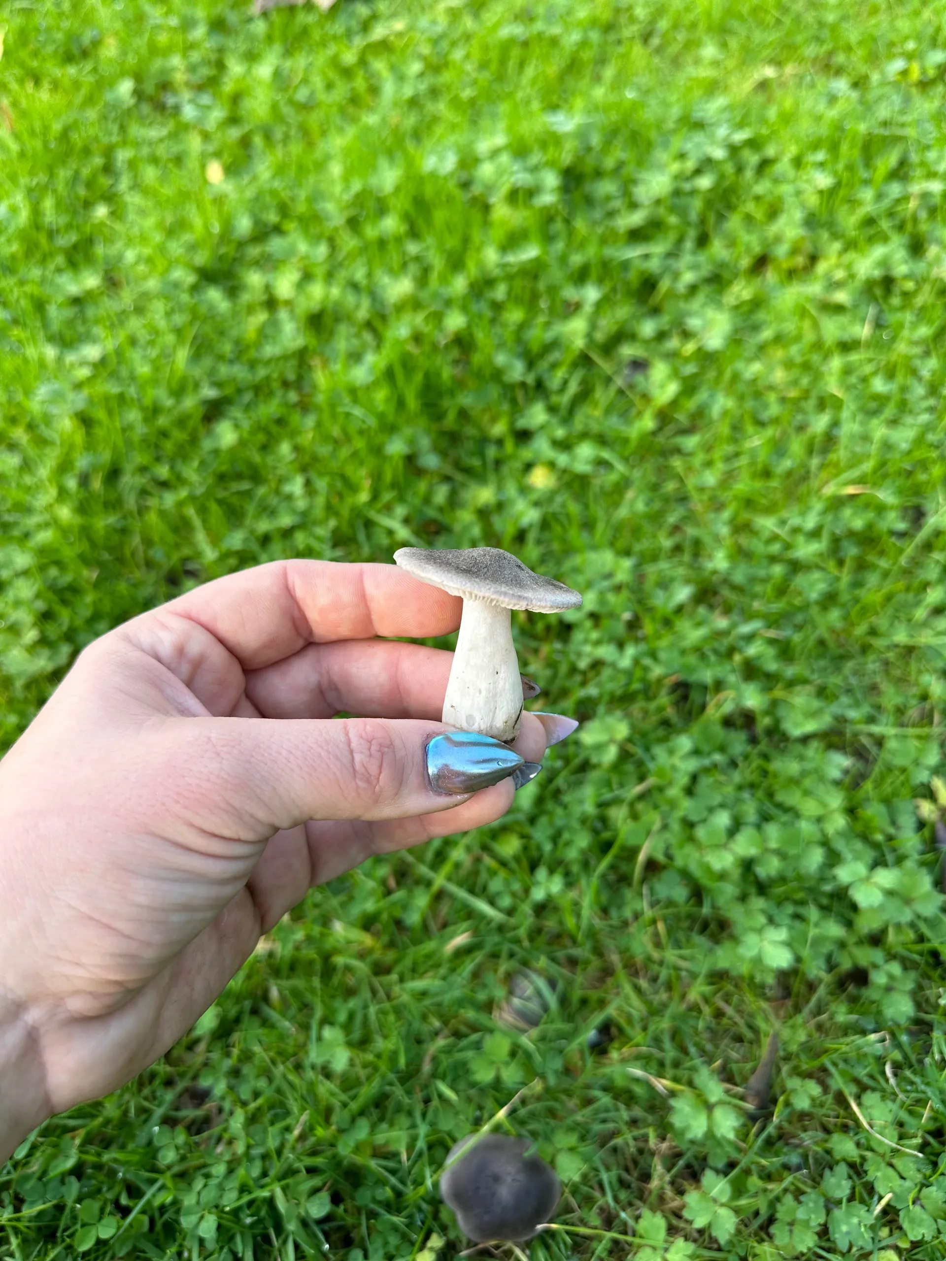 Bella OnlyFans header