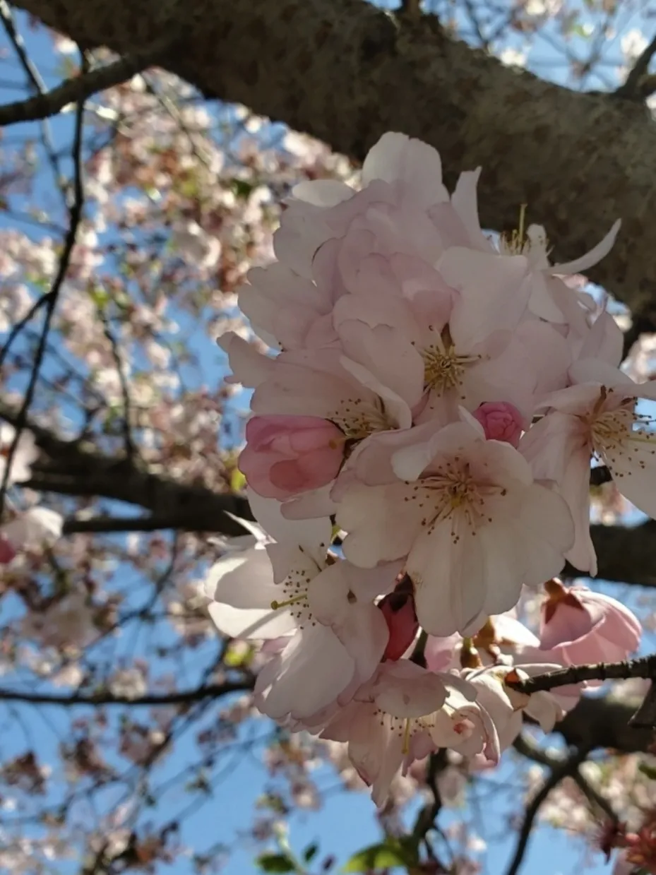 ･ﾟ:*🌸Miele🌸 *:°• OnlyFans header