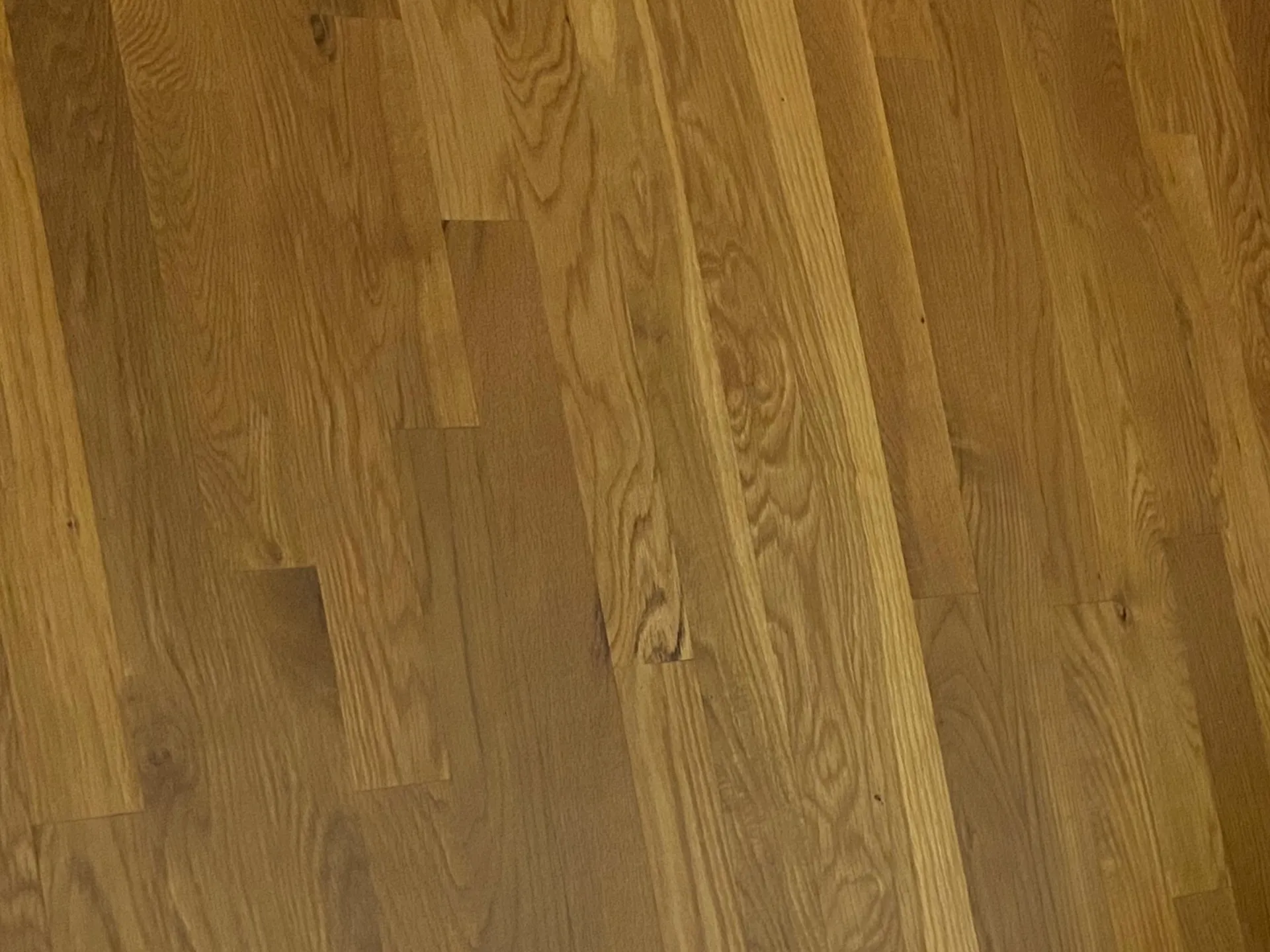 Elle Belle OnlyFans header