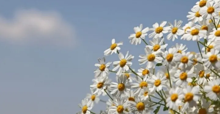 Belusa🔥 OnlyFans header