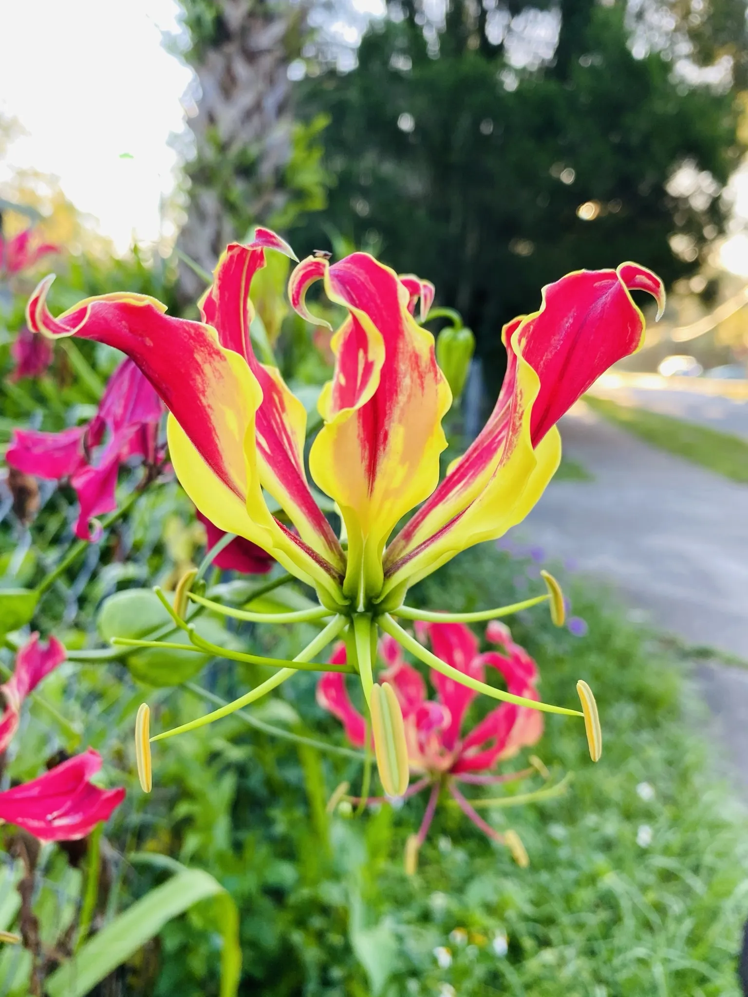 Ben Shimone OnlyFans header