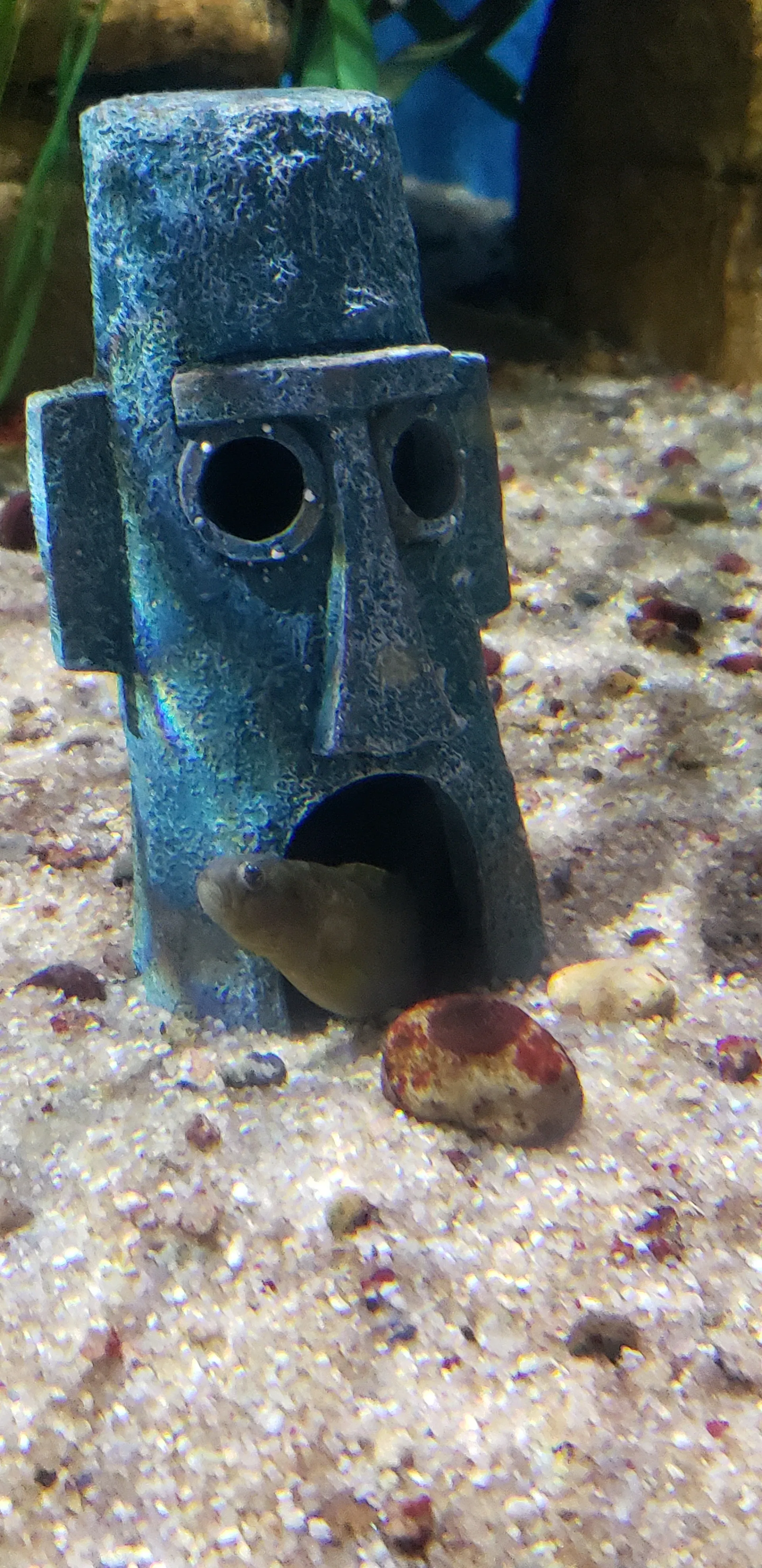 BennyBearnandino69 OnlyFans header