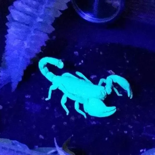 BennyS OnlyFans header