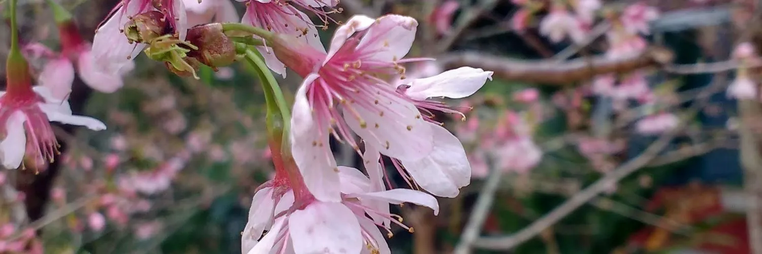 Bentinho que amava Capitu OnlyFans header