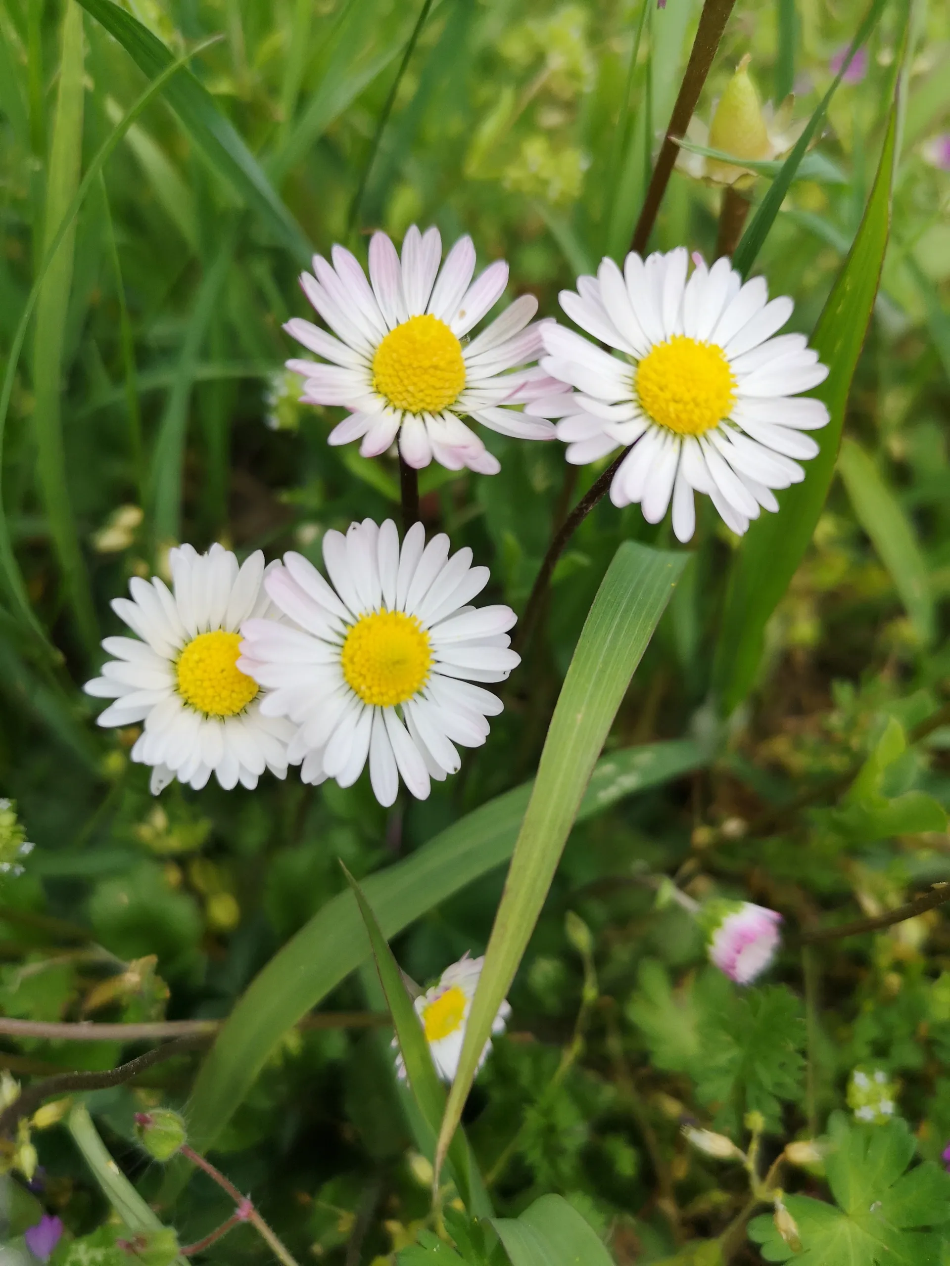 Lenny 🐼 OnlyFans header