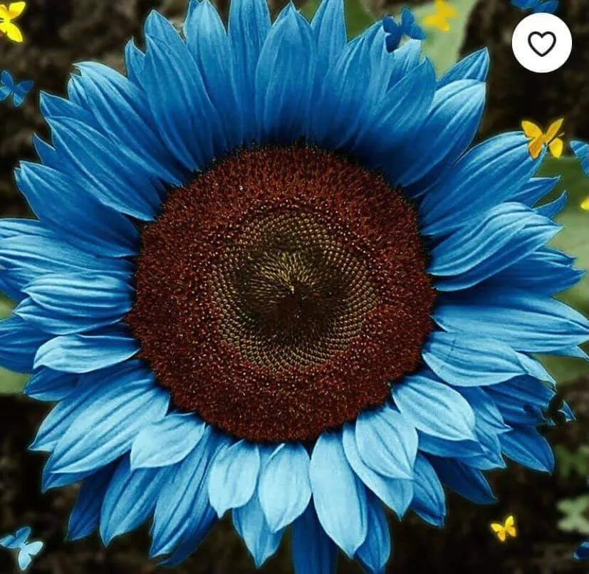 Bernadette Jean 🌻 OnlyFans header