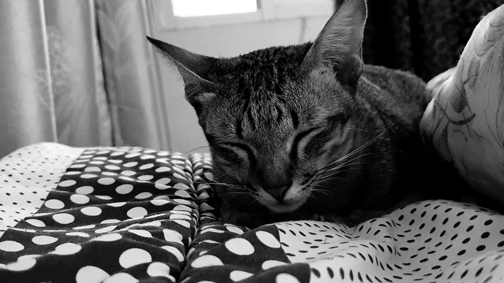 u8555906 OnlyFans header