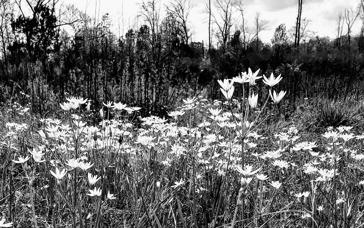 Berry Wood OnlyFans header