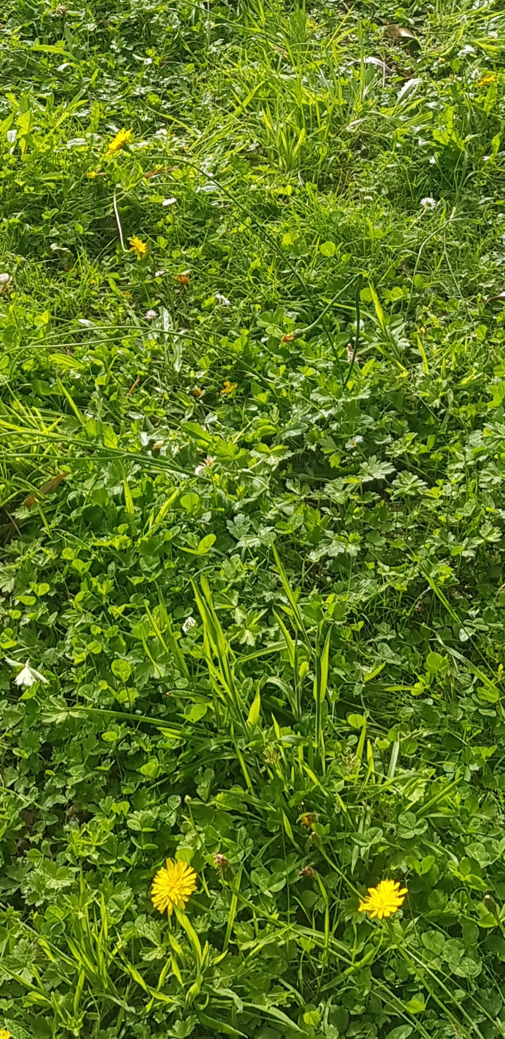 Busty Besties OnlyFans header