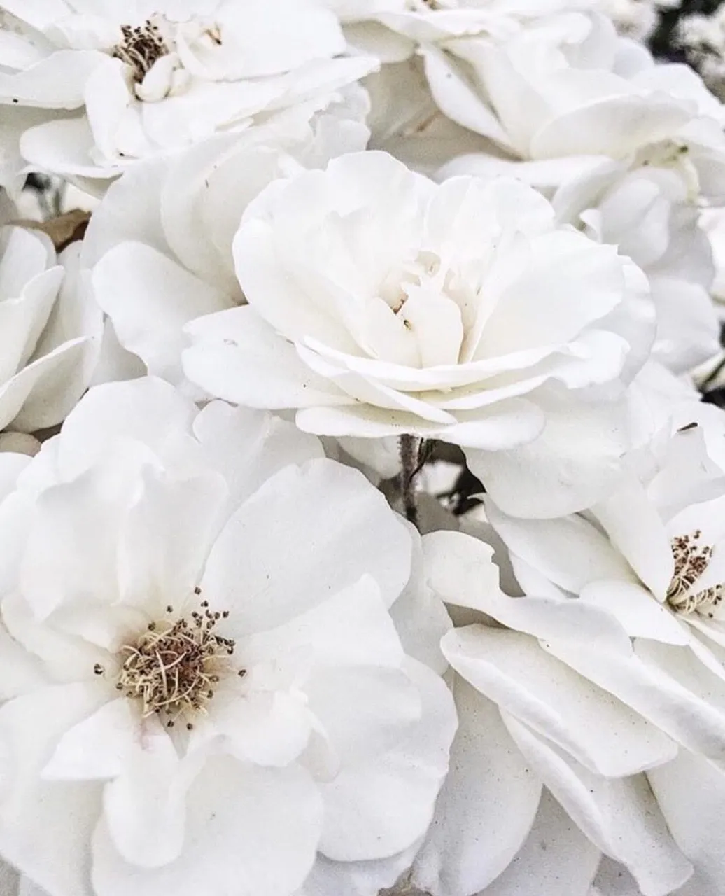 Betty OnlyFans header