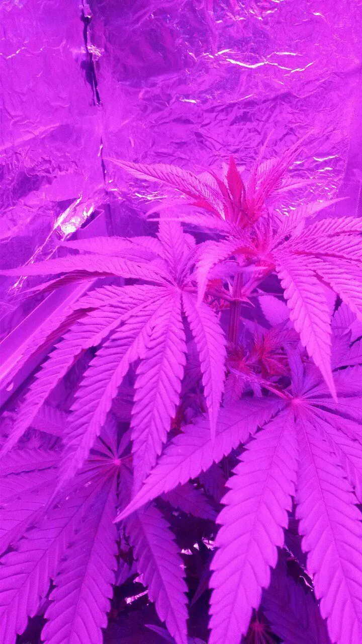 BHAD Mz OnlyFans header