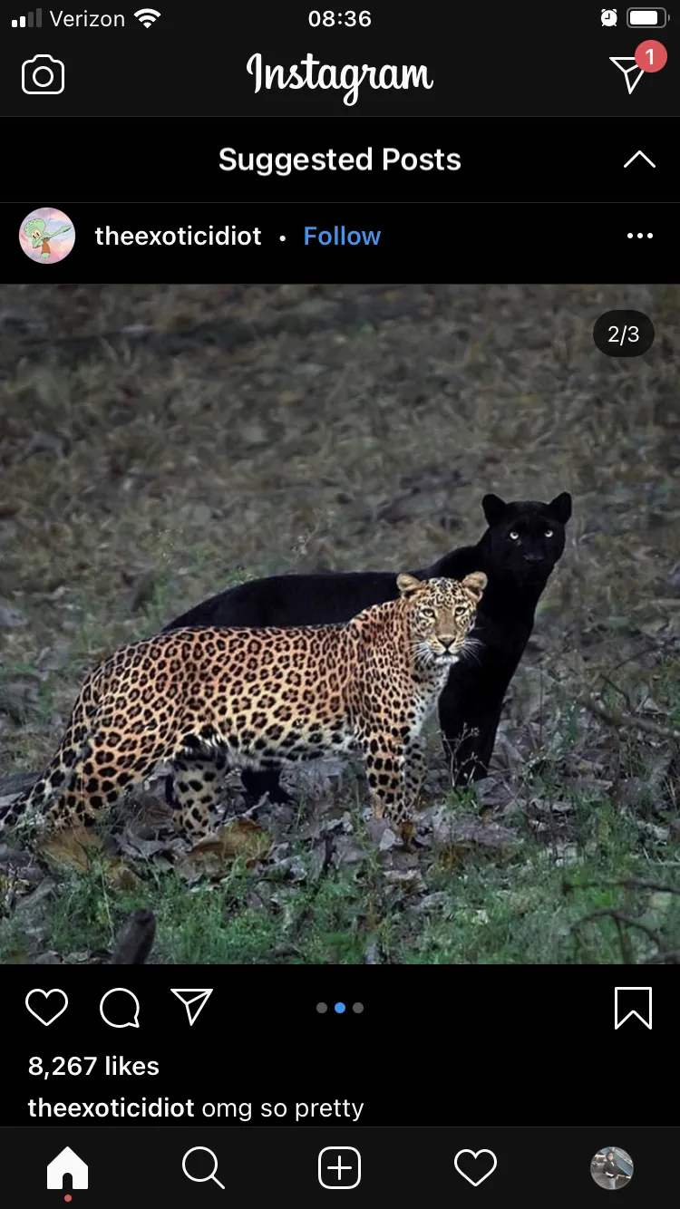 Cane Mystic OnlyFans header