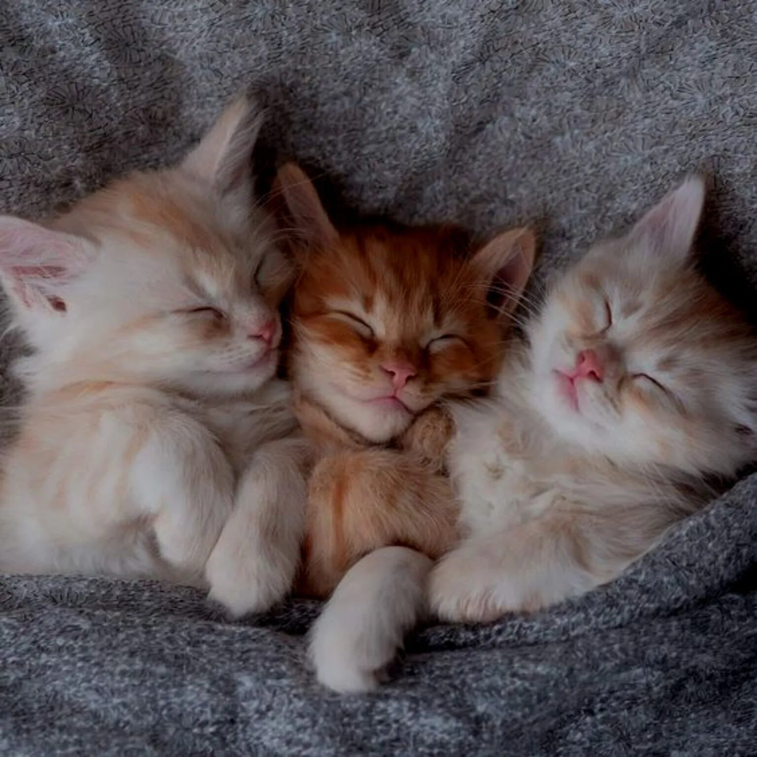 Bianca OnlyFans header