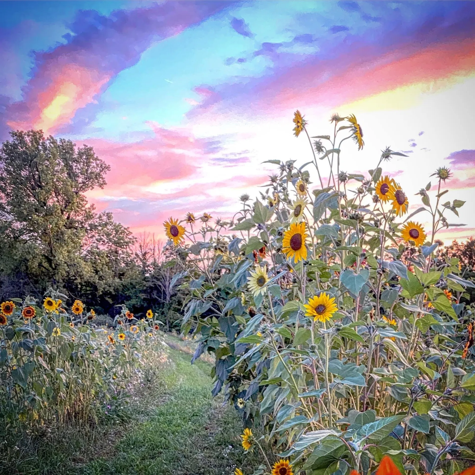 Alisa marie OnlyFans header