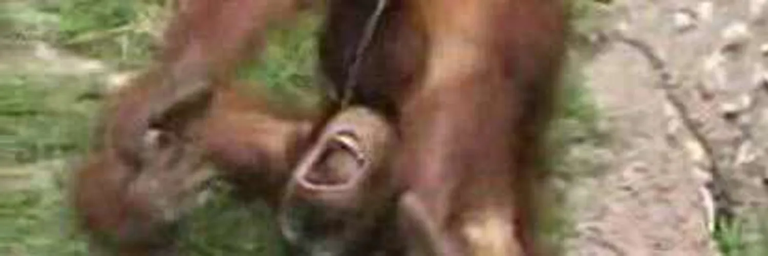 splendid OnlyFans header