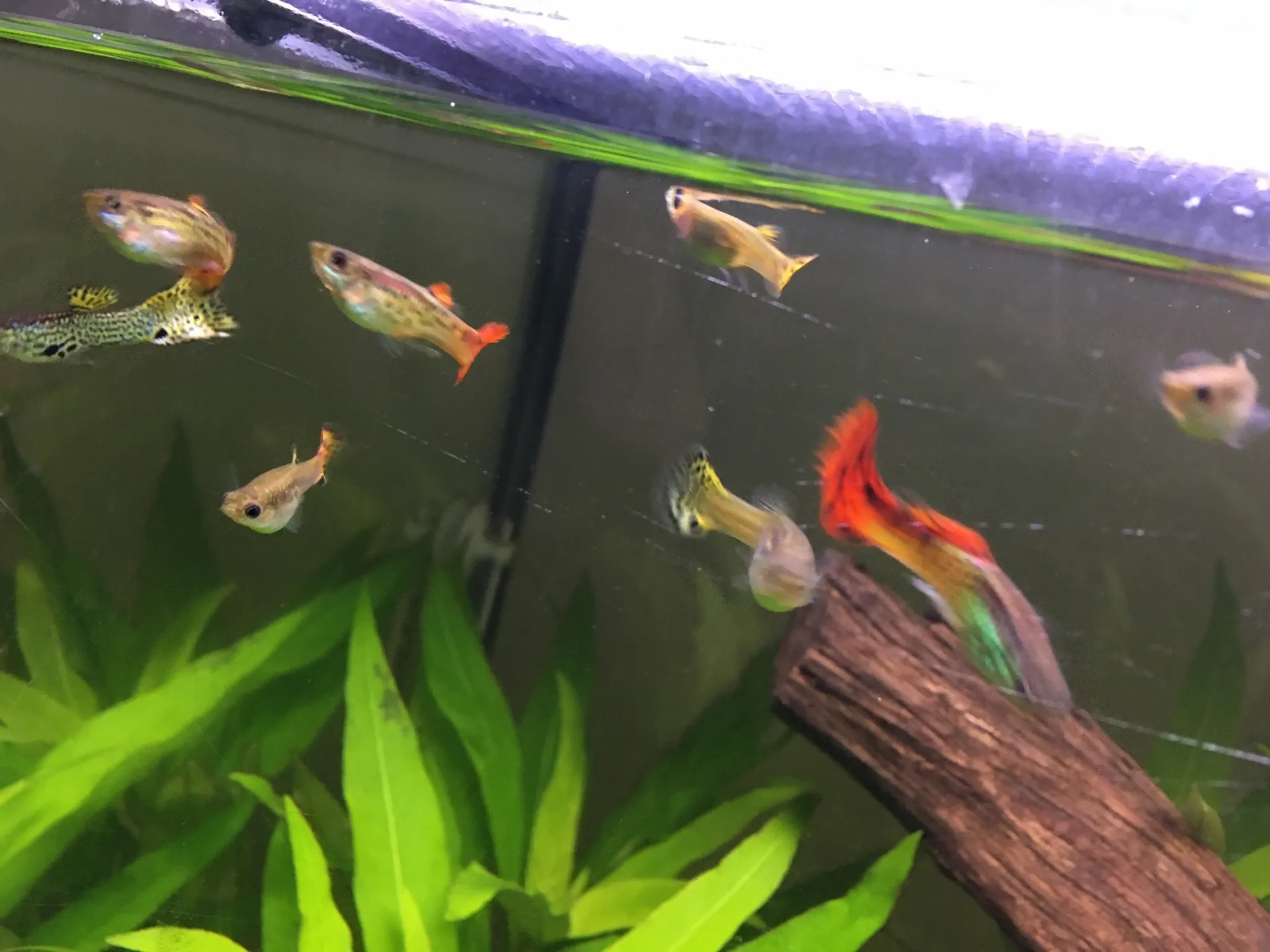 Big Daddy OnlyFans header