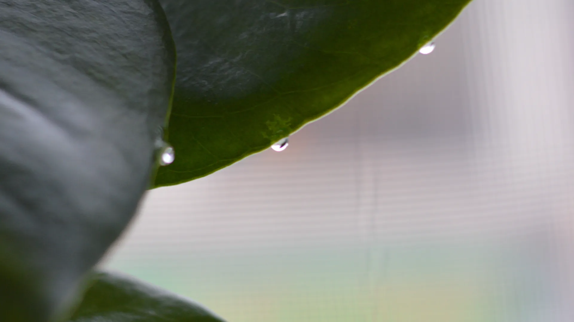 Bid Bad OnlyFans header