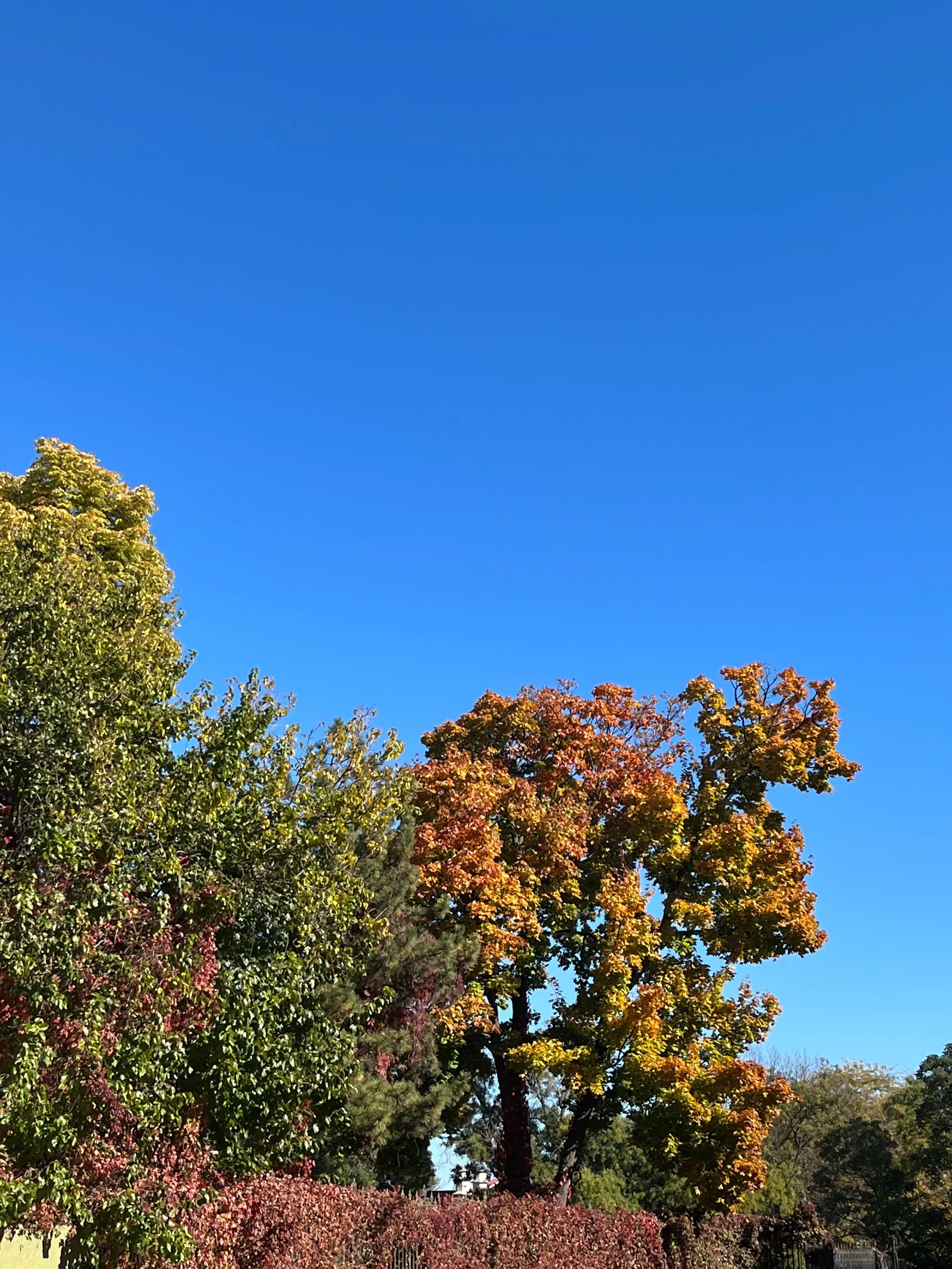 Bigbalumbas OnlyFans header