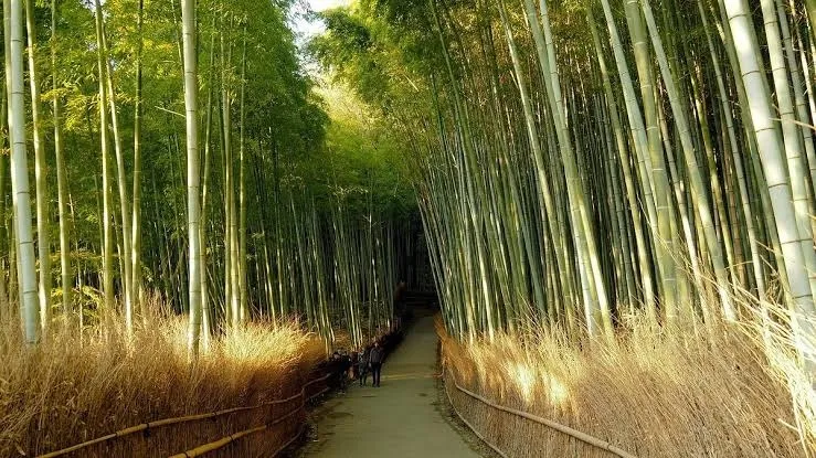 BigBambu OnlyFans header